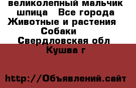 великолепный мальчик шпица - Все города Животные и растения » Собаки   . Свердловская обл.,Кушва г.